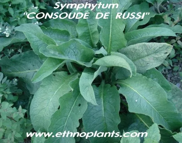 symphytum officinale for cavities