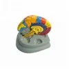Plastic brain function model brain anatomical model