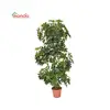 Artificial dollar tree,money trees,braiding plants