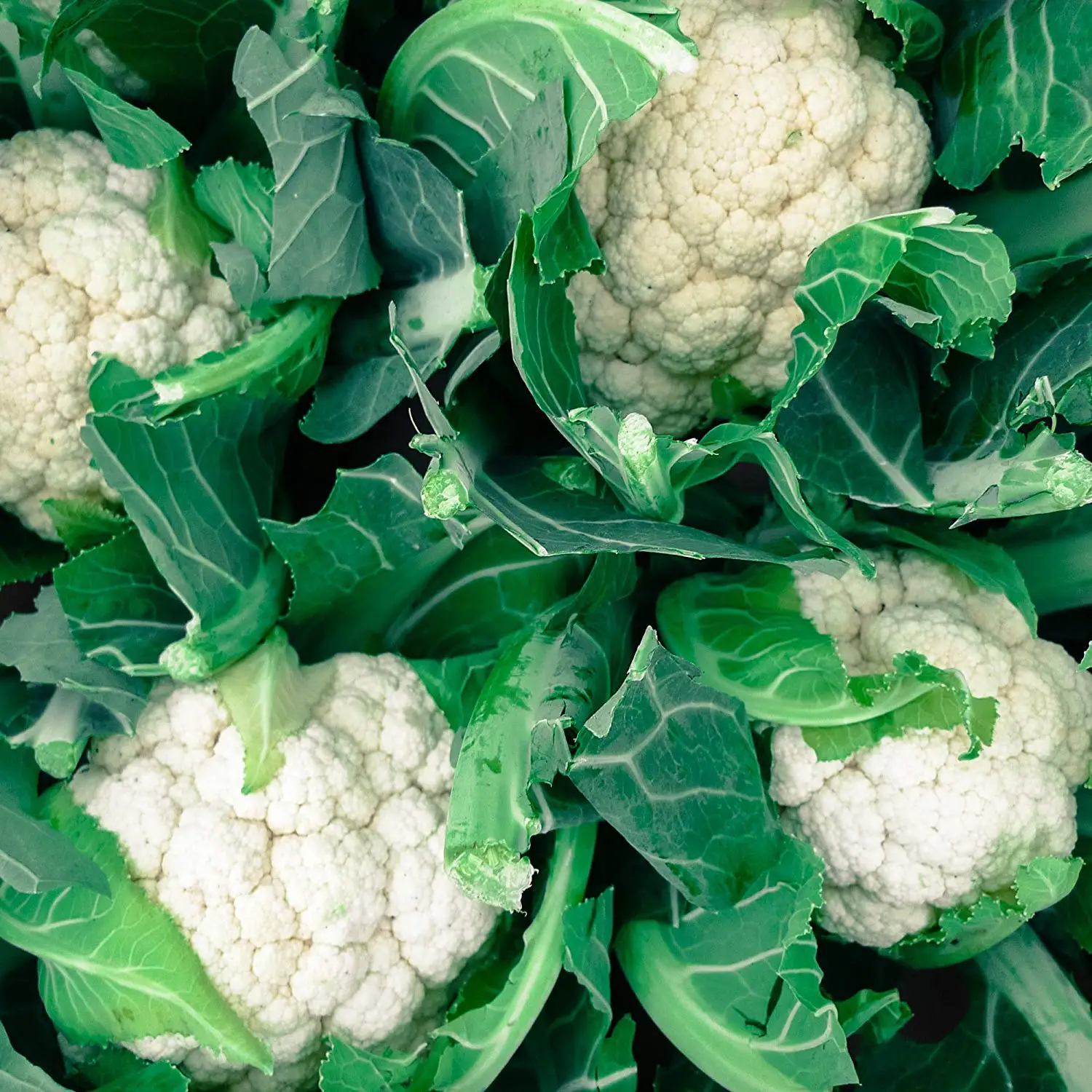 Buy Organic Snowball Y Cauliflower Seeds: Non-GMO, Certified Organic