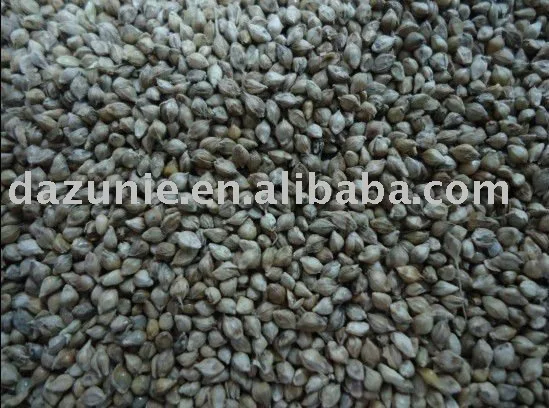 Barnyard Grass Buy Bird Feed Bird Food Animal Feed Product On