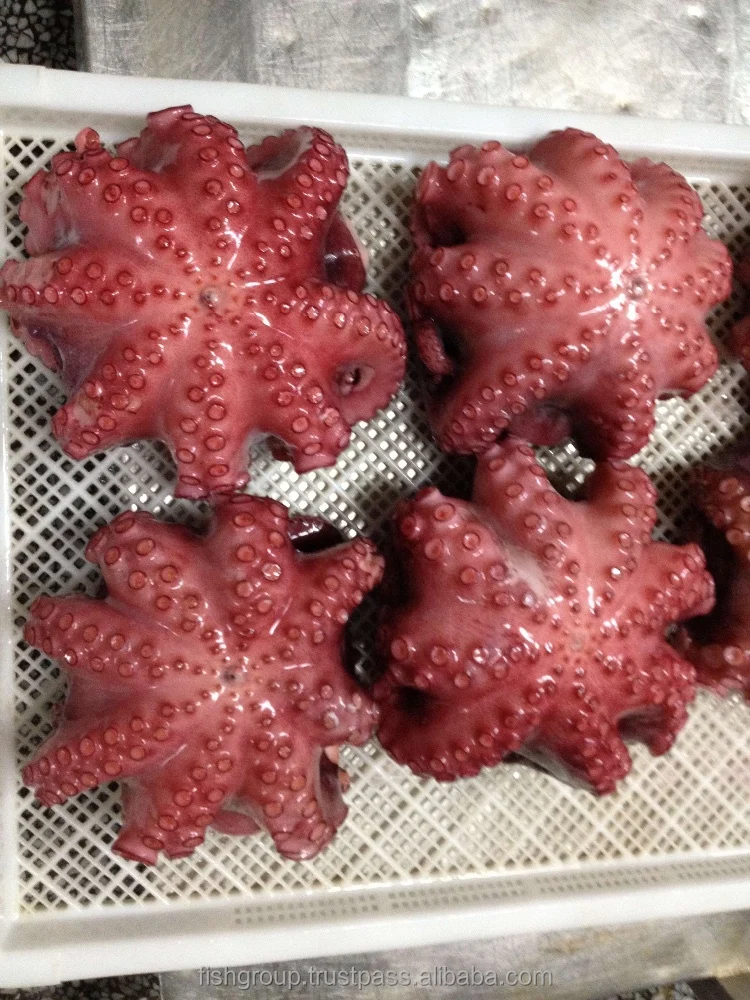Frozen Cooked Octopus (tako) Buy Frozen Boiled Octopus Whole Cleaned