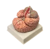 Anatomical Brain model with cerebral arteries distributing