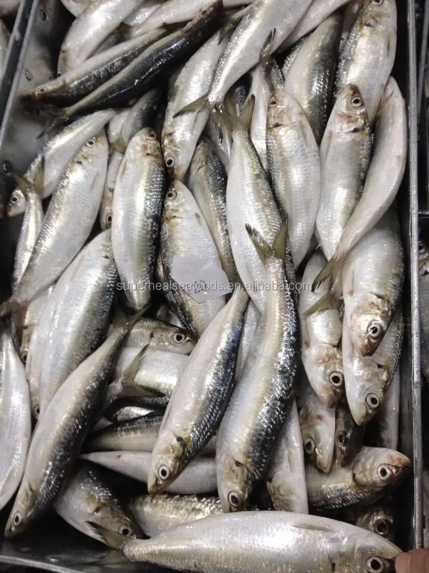 Frozen Sardines Fish Sardinella Aurita On Hot Selling - Buy Sardine ...