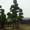 Big Live Ficus Bonsai Trees for sale