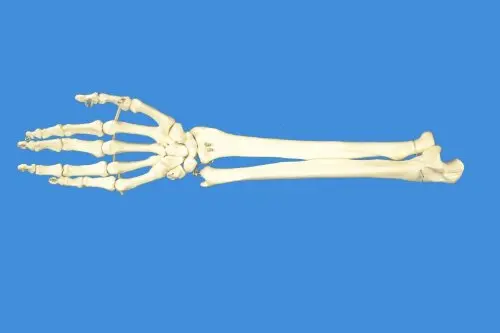 cheap-full-size-skeleton-model-find-full-size-skeleton-model-deals-on