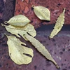 solid brass leaf pendant sheets in metal crafts cattle pendant