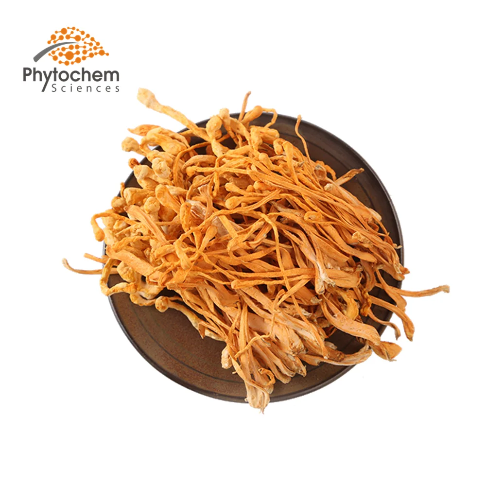 Гриб cordyceps sinensis (мицелий). Кордицепс сушеный. Кордицепс гриб паразит. Кордицепс милитари гриб. Мицелий кордицепса.