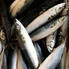 Ocean Seafoods Frozen Pacific Mackerel Fish For Bait