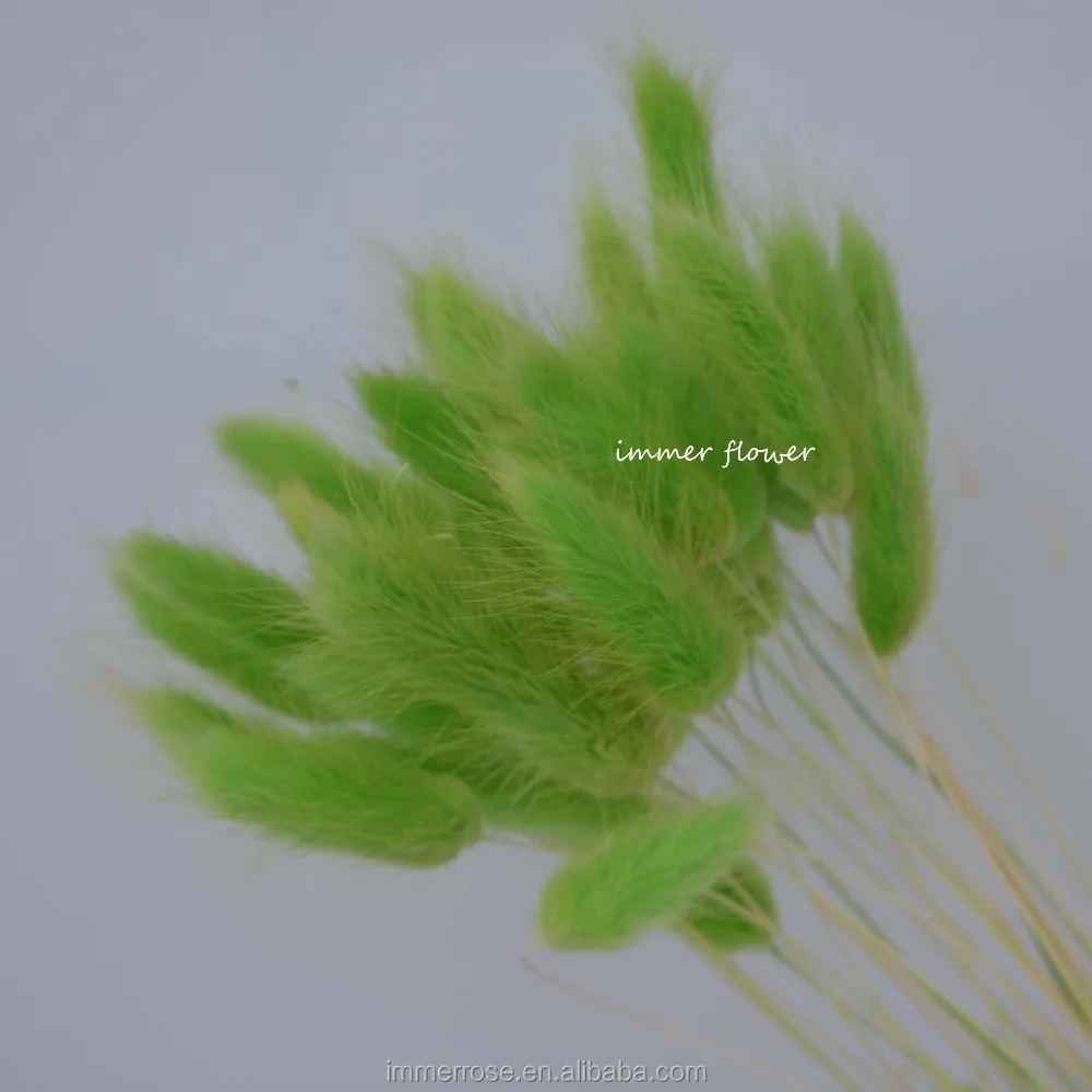 Dried Rabbit Tail Grass Bunny Tail Grass Exporting From China Buy