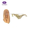 Resin silicon rubber female body organs female pudendum female internal genital organs plastinated model