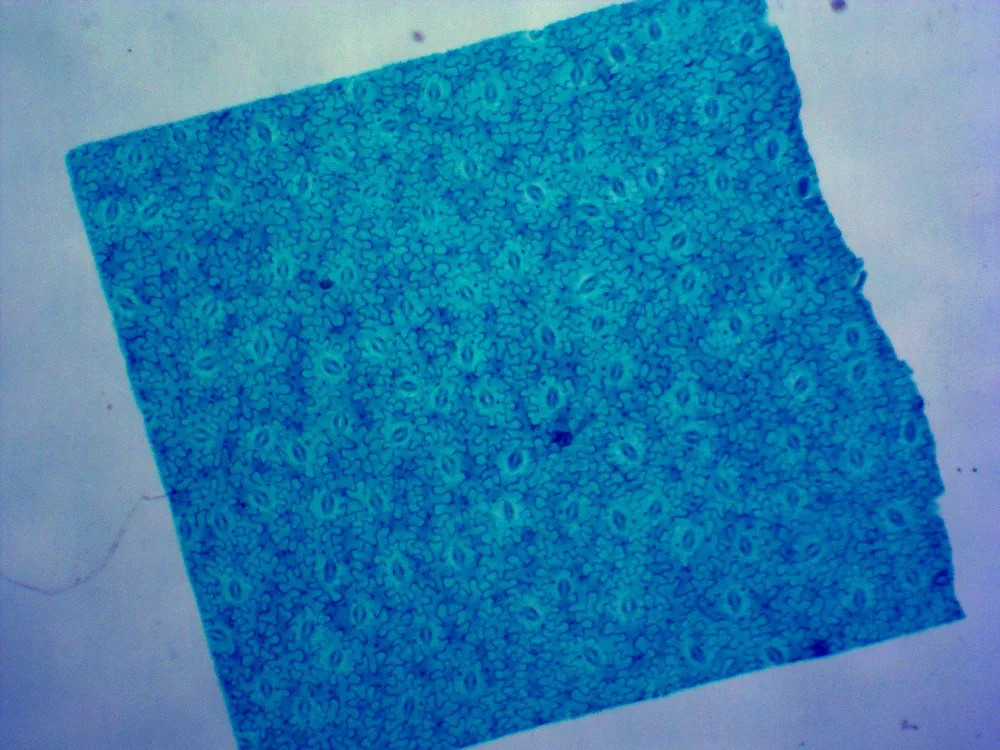 Medical Science Microscope Education Prepared Slides Exported Indonesia