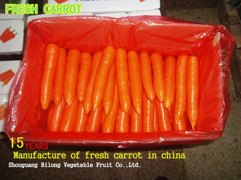 fresh carrot 2017 new