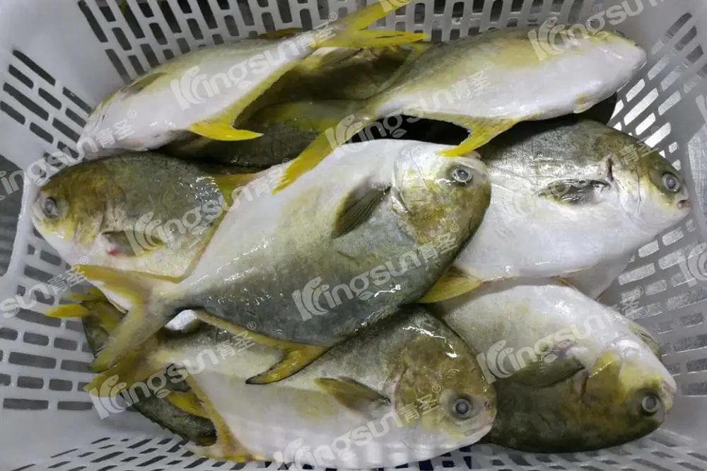 Golden pomfret (4).jpg