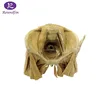 Plastination specimen of male perineum for Medical Science