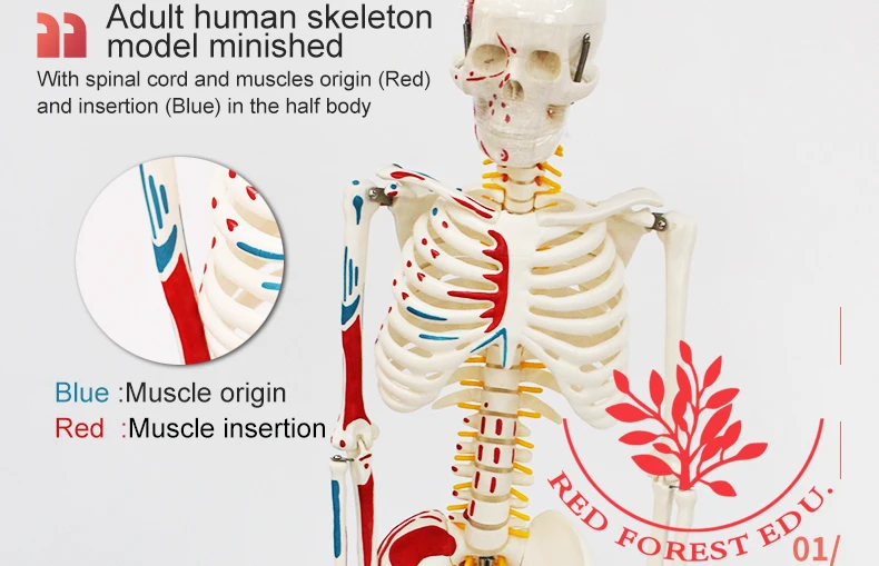 4 artificial skeleton.jpg