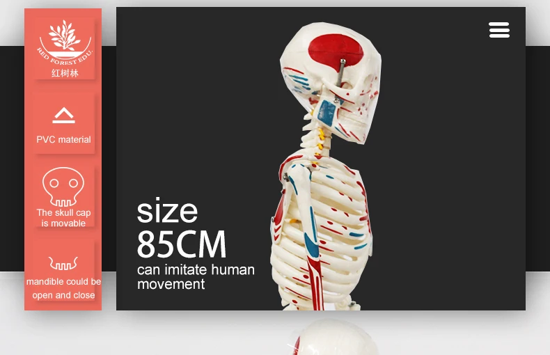 3 artificial skeleton.jpg