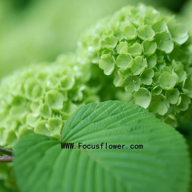 wide variety indian fresh flower garlands fresh cut flowers