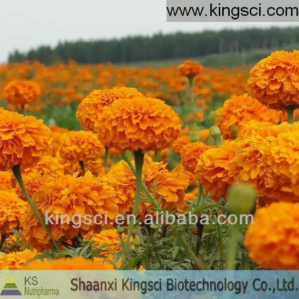 Marigold_extract_lutein_5_90_HPLC
