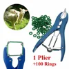 rubber ring banding castration