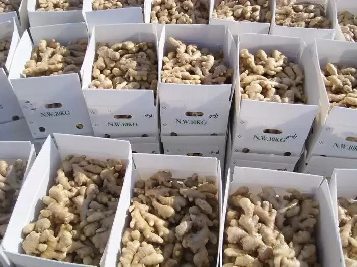 1kg Fresh Ginger Price Market Price For Fresh Ginger Buyers Of Fresh