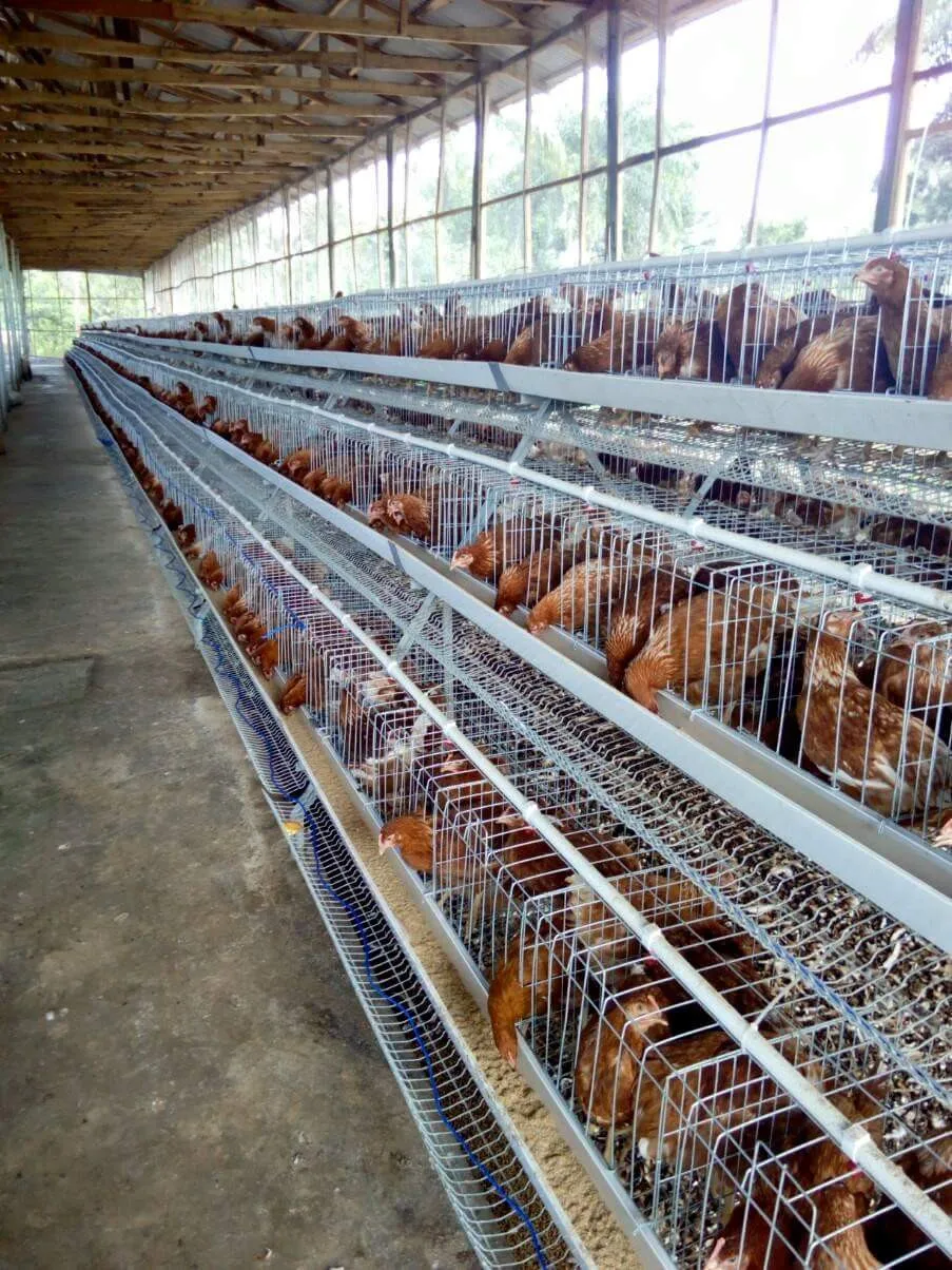 durable battery layer cage for chicken feeding in farm corrosion Resistant galvanized chicken layer cage for sale poultry farm cage for chicken feeding in zimbabwe chicken sheds Reasonable price poultry layer cage for sale egg laying rearing chicken crates for sale for chicken farm galvanized durable frame chicken crates for poultry farm A frame chicken crates for Africa market china best suppiler used poultry cage for sale cameroon chicken farm house layer poultry cage chicken sheds design laying hens poultry cage for sale chicken farm battery layer poultry cage for chicken breeding best sale layer poultry cage for bangladesh farm house design poultry cages prices layer battery poultry cages for sale for chicken laying hens a type poultry cages layer chickens feeding in farm factory price poultry farm cage for laying hens rearing