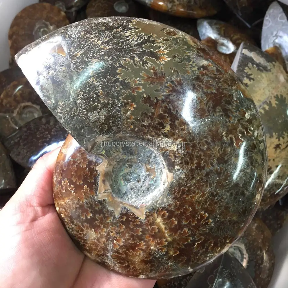 Wholesale Natural Marine Shell Fossils Stone Conch Fossils For Sale