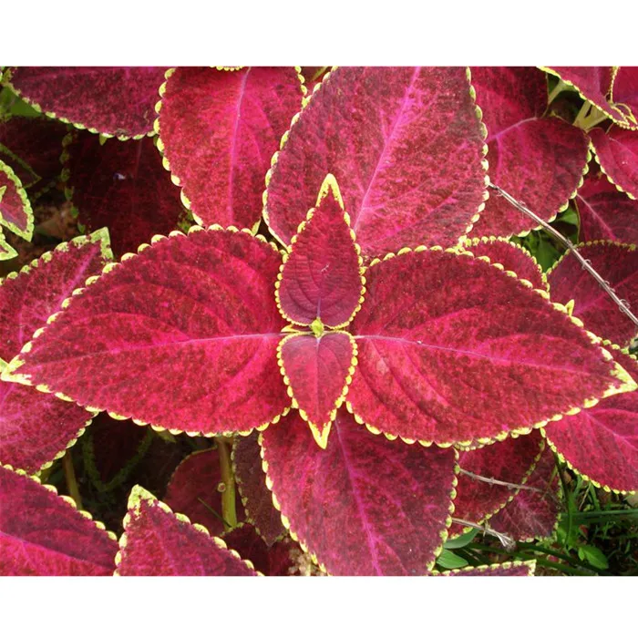 Professional Plant Nursery Supply Coleus Seeds For Growing Professional Plant Nursery Supply Coleus Seeds For Growing Flower Decorative Names Of Flowering Plants Flowers Used