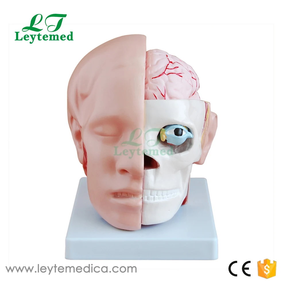 XC-318B Head with Brain-1.jpg