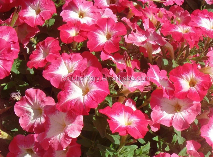 Hybrid F1 Petunia Seeds With Double Colorful Flowers Buy Seeds For Planting Flower Seeds India Flower Seeds For Growing Product On Alibaba Com