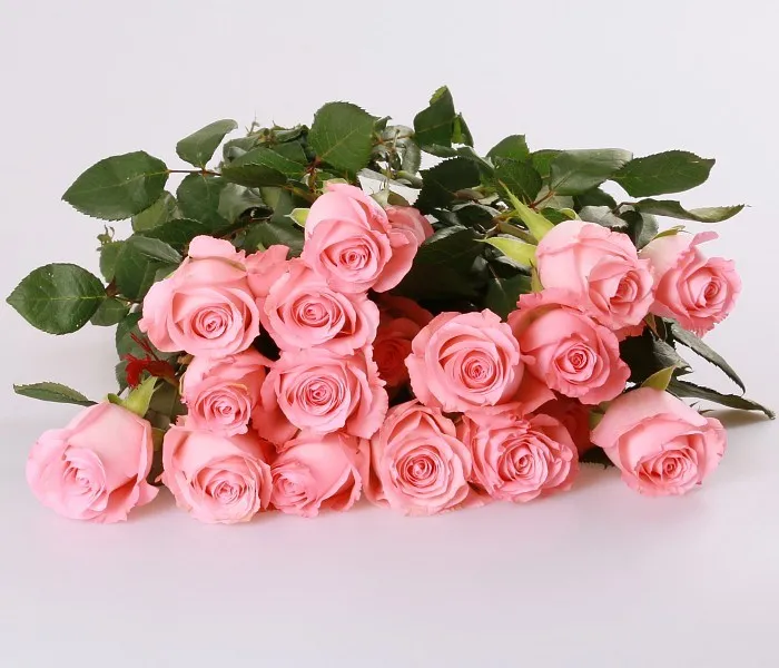 保存青意新鲜切花所有类型的天然戴安娜粉红色玫瑰