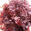 High quality Food grade Shellac, Shellac powder, shellac with reasonable price