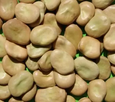 Broad beans Whole Yellow Brown