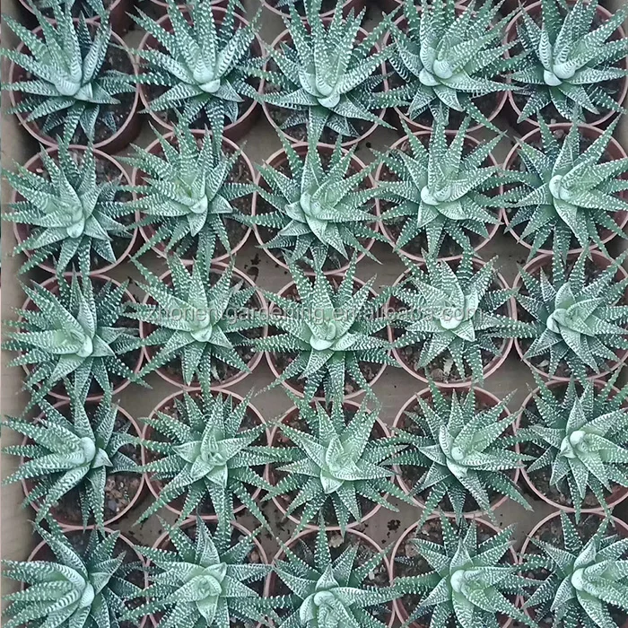 872684460133333627.jpg