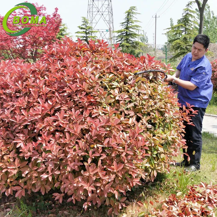 Manufacturer Supply Hedge Clipper with Low Noise for Bushes