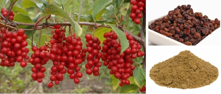 high quality plant extract schisandra berries p.e.