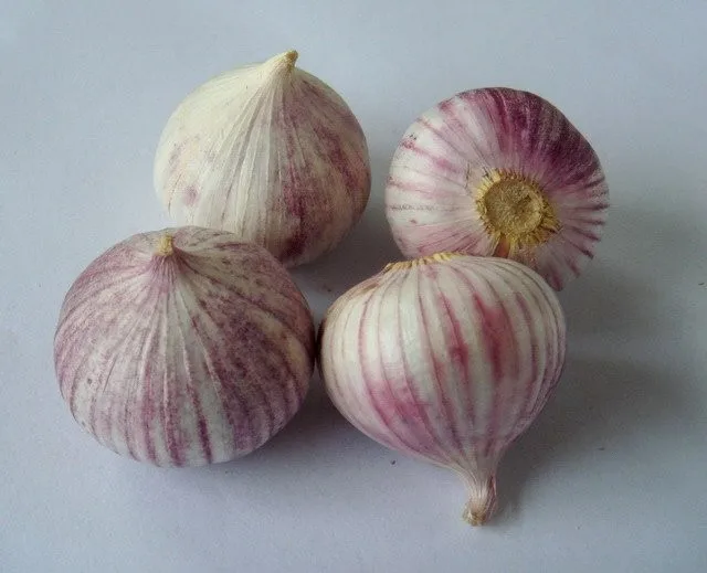 2017 LOW price chinese IQF solo garlic fresh&frozen wholesale