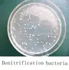 Denitrifying bacteria