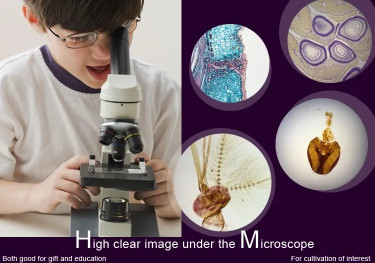 Microscope diapositives diapositives préparés-Insecte JAMBES 