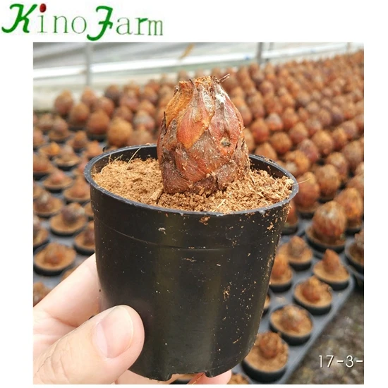 KFC3014 cycas buld 3-4cm.jpg