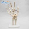 Life-size Anatomical Skeleton Hand,human hand skeleton, human skeleton hands