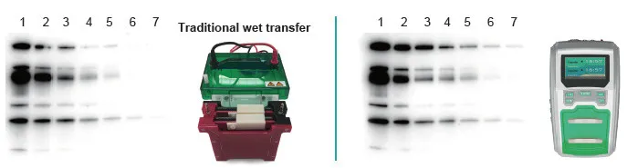 Protein transfer
