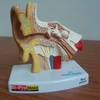 3D anatomical ear model for teaching medical study