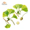24% Total Flavone Glycosides ginkgo biloba leaf extract powder