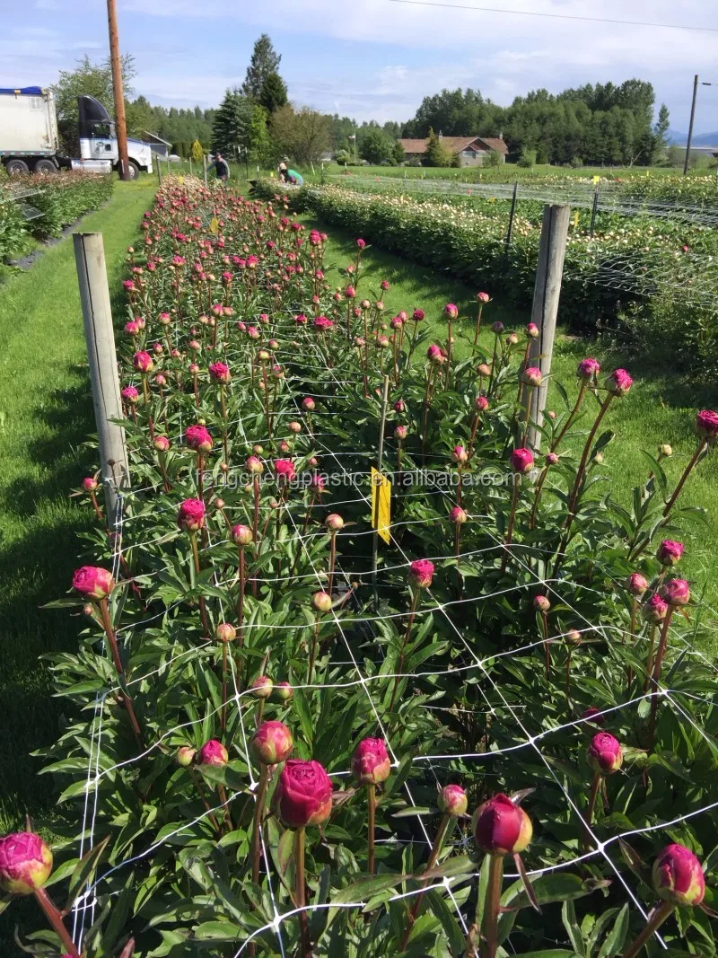 Vertical Crop Support Nets For Flowers Buy Strong Mesh Netting