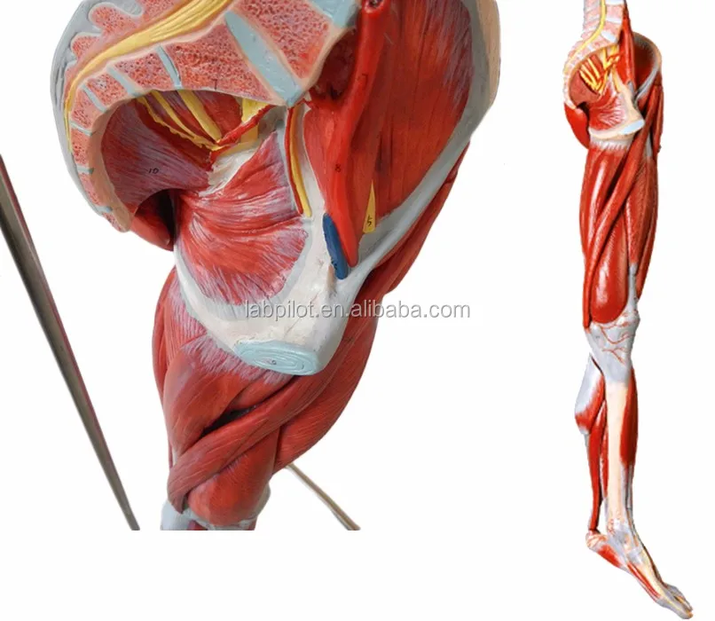 canli kas insan kol anatomik kaslari modeli buy insan kas anatomisi modeli insan kol modeli kol kaslari modeli product on alibaba com canli kas insan kol anatomik kaslari modeli buy insan kas anatomisi modeli insan kol modeli kol kaslari modeli product on alibaba com