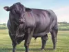 Livestock