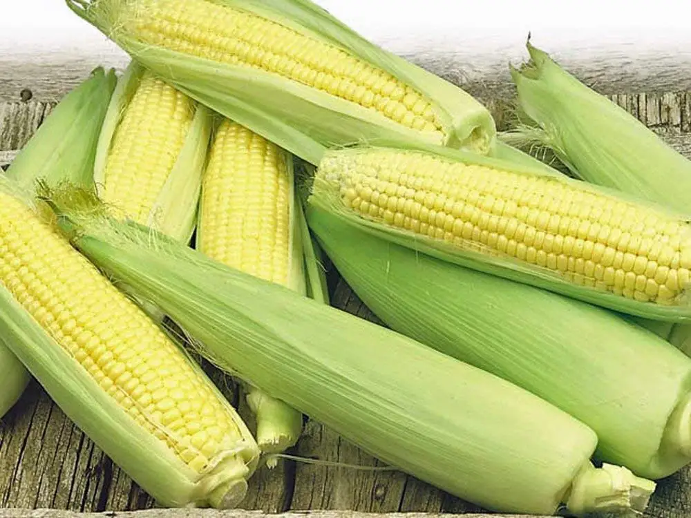 Buy Eden Brothers Corn Seeds Golden Bantam 8 Row Ounce In Cheap Price On M Alibaba Com