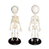 Newborn Baby Skeleton Model Infant Skeleton Model