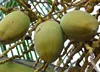 natural coconut fruit palm tree